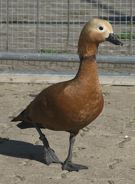 思维